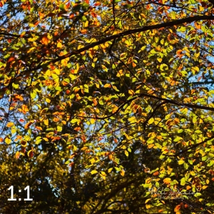 MoPac East Trail 56330