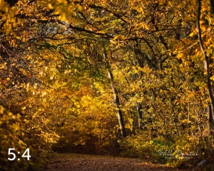 MoPac East Trail 56903