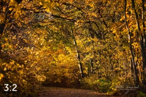 MoPac East Trail 56903