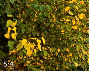 Lake Wanahoo Trail 55750