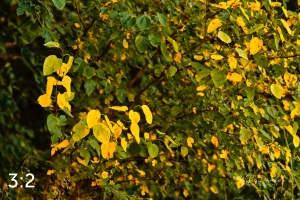 Lake Wanahoo Trail 55750