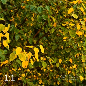 Lake Wanahoo Trail 55750