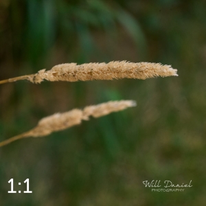 Lake Wanahoo Trail 712923