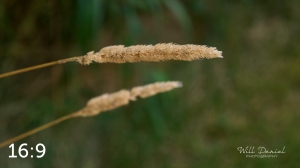 Lake Wanahoo Trail 712923