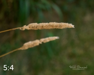 Lake Wanahoo Trail 712923