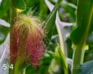 Lake Wanahoo Trail 712954