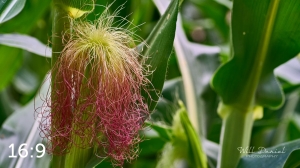 Lake Wanahoo Trail 712954