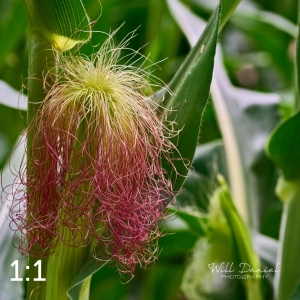 Lake Wanahoo Trail 712954