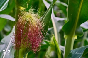 Lake Wanahoo Trail 712954