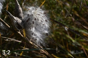 Lake Wanahoo Trail 720027