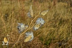 Lake Wanahoo Trail 721692