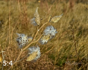 Lake Wanahoo Trail 721692
