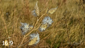 Lake Wanahoo Trail 721692