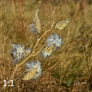 Lake Wanahoo Trail 721692