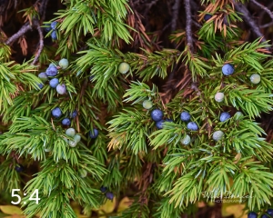 Rocky Mountain National Park 6619