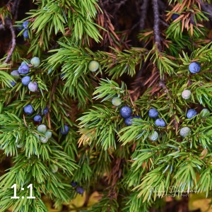 Rocky Mountain National Park 6619