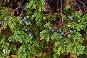 Rocky Mountain National Park 6619