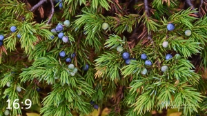 Rocky Mountain National Park 6619