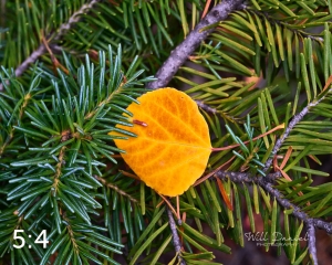 Rocky Mountain National Park 6649