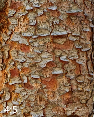 Rocky Mountain National Park 711144