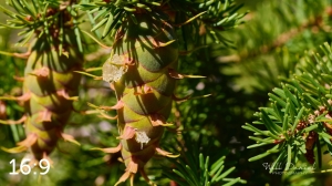 Rocky Mountain National Park 720186