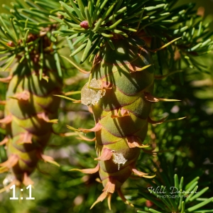 Rocky Mountain National Park 720186
