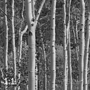 Rocky Mountain National Park 721124BW