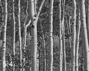 Rocky Mountain National Park 721124BW