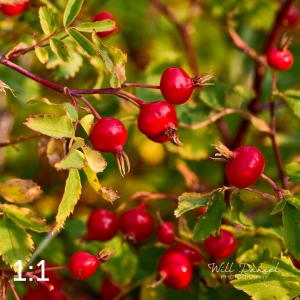 Rocky Mountain National Park 722691