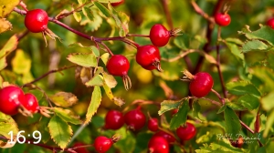 Rocky Mountain National Park 722691