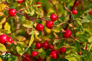 Rocky Mountain National Park 722691