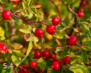 Rocky Mountain National Park 722691