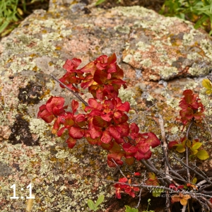 Rocky Mountain National Park 503091