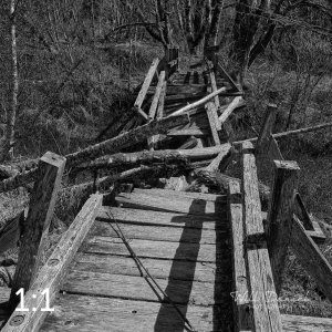 Beaver Lake Trail 81BW