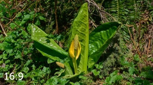 Beaver Lake Trail 72