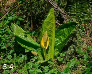 Beaver Lake Trail 72