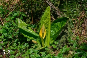 Beaver Lake Trail 72