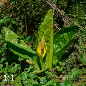 Beaver Lake Trail 72