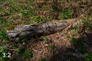 Beaver Lake Trail 88