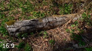 Beaver Lake Trail 88