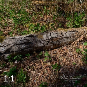 Beaver Lake Trail 88