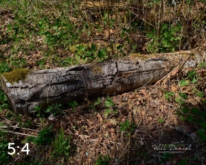 Beaver Lake Trail 88