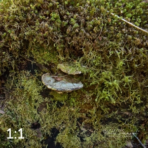 Rockport State Park 175