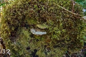 Rockport State Park 175