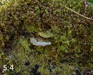 Rockport State Park 175