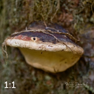 Beaver Lake Trail 127