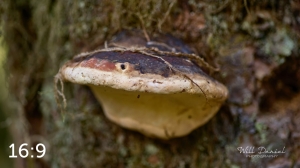 Beaver Lake Trail 127