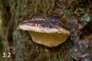 Beaver Lake Trail 127