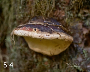 Beaver Lake Trail 127