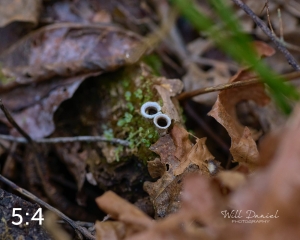 Beaver Lake Trail 135